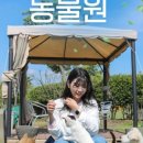 아일랜드플라워 네이버블로그