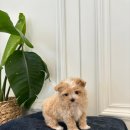 부산강아지분양 퍼피룸 이미지