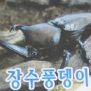 잉꼬농원 이미지