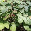 여름의 숲 이미지