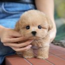 강아지사랑 | 진해강아지분양 사랑스런 말티푸분양 후기