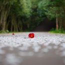 [일상스토리] "만남은 쉽고 이별은 너무 어려워" / 영주 이미지