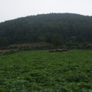 저지오름 이미지