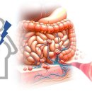 환경 유해인자에 대응하는 인체 스트레스가 내장 비만 촉진 이미지