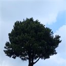 항몽유적지 이미지