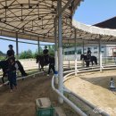 홍성군 승마장 이미지