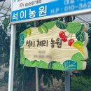 서산 체리 따기 체험 : 충남 아이와 가볼 만한 곳, 국내산 체리 직접 따먹어본 솔직 후기