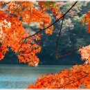 산사펜션 | 2025 장성백양단풍축제 안내 – 붉게 물든 애기단풍과 산사의 가을정취