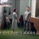 퍼피포레스트 이미지