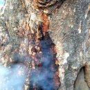 느티나무(주) 이미지