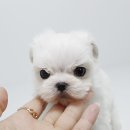 구산동강아지 이미지