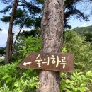 숲의하루 이미지