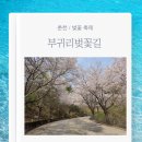 춘천시 북산면 행복나눔터 | 춘천 부귀리벚꽃길 드라이브 벚꽃축제 주차 방문후기