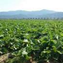 농업회사법인 웰빙주식회사 이미지