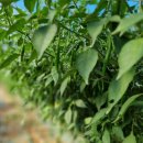 지아 농장 이미지