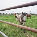 장수하늘소목장 이미지