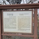 영천 보성리 암각화 이미지