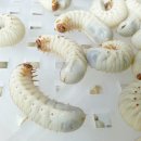 샬롬농원 이미지