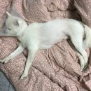 명진동물병원 이미지