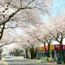 지도 왕벚나무길 이미지