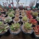 인수다육 이미지