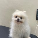 해피 테디 펫 살롱 | 광주애견미용 • 첨단애견미용 핫도그 펫살롱 포메 곰돌이컷 미용 후기