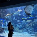 세븐일레븐 광교포레나점 | 광교 아쿠아플라넷 할인 주차 수유실 4개월 아기랑 수원 가볼만한 곳