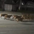 소한마리 이미지