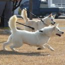 송강동물병원 이미지