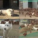 깜순이농장 이미지