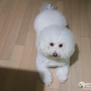 아우름 동물병원 | 요즘 핫하다는 강아지샴푸 가이아로 샴푸린스 후기 : )