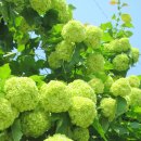 5일장길 이미지