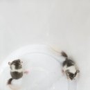 햄스터분양 베이비초롱 이미지