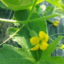 허가네 밥상 이미지