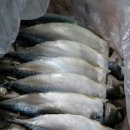 자반고등어 이미지