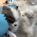 아따멍멍 이미지