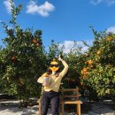 하례집 | 하례감귤체험농장 하례감귤 타이벡