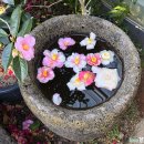 플라워 카페 까멜리아(flower cafe camellia) | 제주 카멜리아힐 동백꽃 명소 ㅡ 겨울 여행 필수 코스 입장료 주차 꿀팁