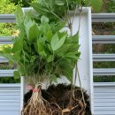 병용농장 이미지