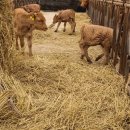 호야목장 이미지