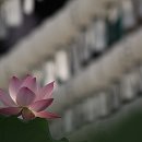 연꽃향기 Daum카페