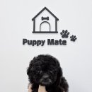 퍼피메이트 안심분양센터 동탄 강아지분양 이미지