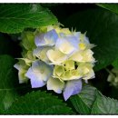 올리브한의원 이미지