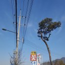 꽃단지농원 이미지