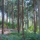 장성 축령산 편백나무 숲 이미지