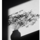 망고젤리 이미지