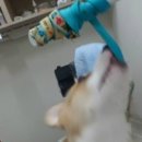 닥터김 동물병원 이미지