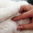 성심메디칼 | 가슴에서 혹이 만져져요 고양이 유선종양 편적출 수술 후기ㅣ힘들었던 두부 유선종양 발견부터 수술까지