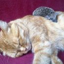 착한 고양이 이미지