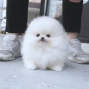 유미펫 강아지분양 고양이분양 남양주점 | 남양주강아지분양 꼼꼼하게 알아보고 데려온 우리 가족 이야기